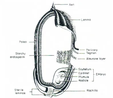 Gambar 1 Struktur biji padi (Juliano 1972) 