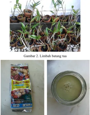 Gambar 2. Limbah batang tua