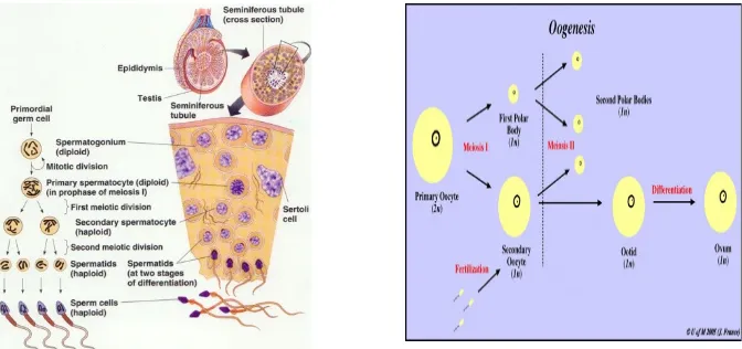 Gambar proses spermatogenesis dan oogenesis