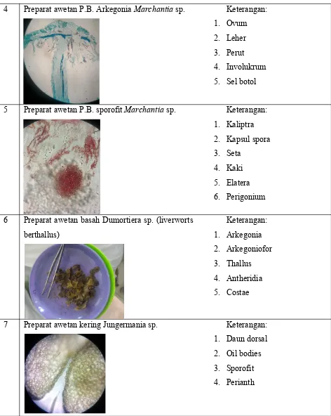 Tabel 2.Hasil Pengamatan Divisi Anthocerophyta (Hornwort).