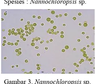 Gambar 3. Nannochloropsis sp.