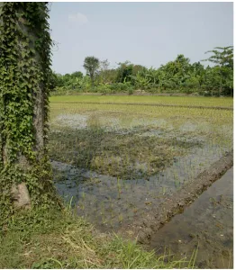 Figure 2. A rice paddy only minimally affected by the mudflow.  Similar rice paddies were common in the area that was covered by the mudflow