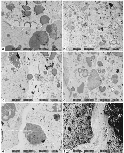 Fig. 10 SEM-BSE images of phosphate deposits.truncated glauconite and foraminifers (microfossils within the nodule, and the better preserved microfossilsnodule.nodule (microfossils ( a Contact betweentop) and groundmass; sharp truncations of the glauconite andarrowed) suggest fracturing and transportation of this b Groundmass and nodule (bottom right, dotted line); thearrowed), the fragmentedin the groundmass suggest that the nodule was not fully lithified when
