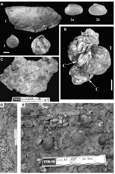 Fig. 11. A – Documented chemosynthetic bivalves from Southern Vøring Plateau: 1) Acharax sp