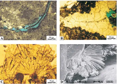 Fig. 4. Thin-section images of different carbonate phases. (embayment (clotted in darker colour); (a) Micritic cement, pyrite-rich with pellets; (b) sparitic calcite (former aragonite) in micritec) aragonite crystals nucleating around peloids; (d) SEM image of acicular aragonite growing from clumps ofloose peloids close to quartz grain coated with pelitic sediment.