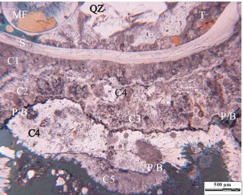 Fig. 5. Thin-section image showing an example of different generationssimilar to P/Blayer of small crystals of aragonite ﬁlling a void containing detritalsediment (T)