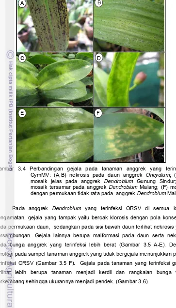 Gambar 3.4 Perbandingan gejala pada tanaman anggrek yang terinfeksi 