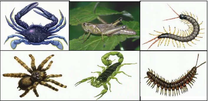 Gambar 1. Contoh Hewan Filum Arthropoda (Sutarno, tt). 