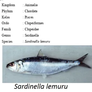 Gambar. Ikan Lemuru