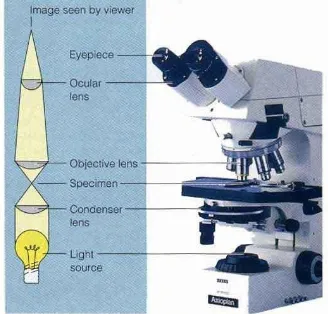 Gambar skema mikroskop optik (Van Vlack, 1981) 