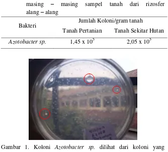 Gambar 1. Koloni Azotobacter sp. dilihat dari koloni yang 