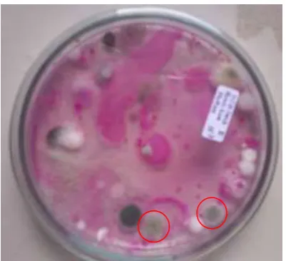 Gambar 5. Koloni Penicillium digitatum 