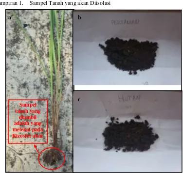 Gambar 7. a) Pengambilan tanah dari rhizosfer alang – alang, b) sampel tanah dari lahan pertanian, c) sampel tanah dari lahan disekitar hutan 