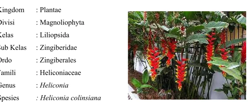 gambar dan klasifikasinya :