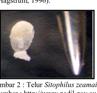 Gambar 3 : Larva Sitophilus zeamais Sumber : http://www.padil.gov.au 