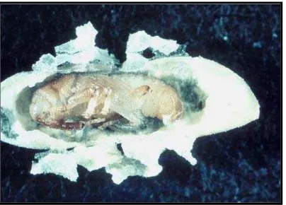 Gambar 4 : Pupa Sitophilus zeamaisSumber : http://www.padil.gov.au 