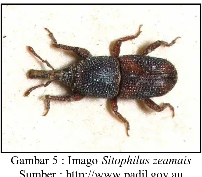 Gambar 5 : Imago Sitophilus zeamais Sumber : http://www.padil.gov.au 