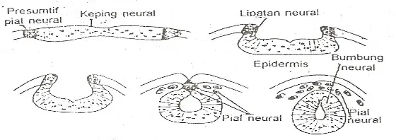 Gambar 7.3. Pembentukan pial neural