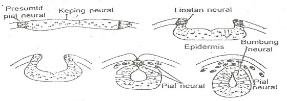 Gambar 7.3. Pembentukan pial neural