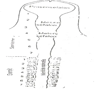 Gambar 7.8. Sayatan frontal embrio unggas melalui somitomer