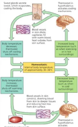 Gambar 1. Fungsi Termofosfat Hipotalamus Dan Mekanisme Umpan-Balik Pada