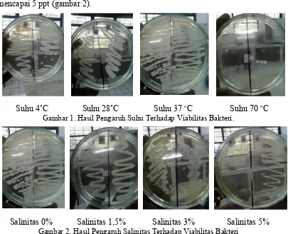 Gambar 1. Hasil Pengaruh Suhu Terhadap Viabilitas Bakteri.