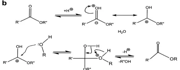 Gambar 2. 7 Mekanisme reaksi transesterifikasi menggunakan katalis asam 