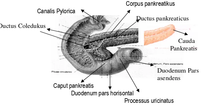 Gambar anatomi pankreas dapat dilihat berikut ini : 
