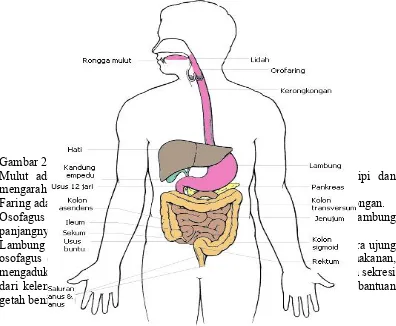 Gambar 2.1 Anatomi saluran pencernaan (Syaifuddin, 2006).