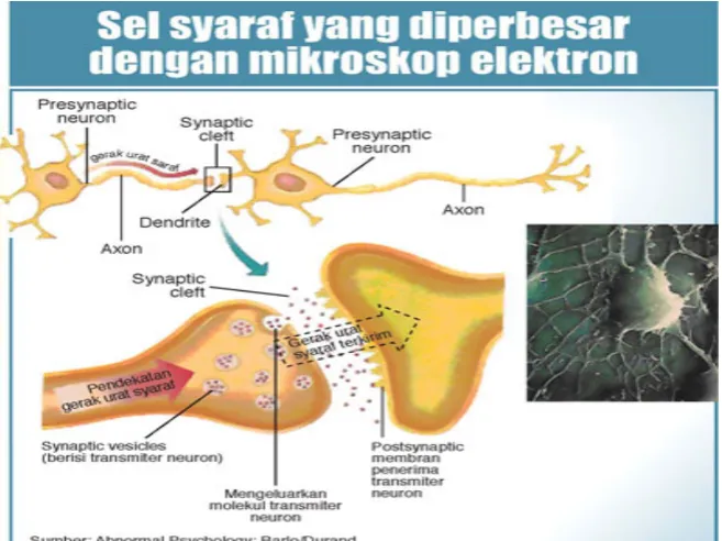 Gambar 1. Cara Kerja Neurotransmiter(6)