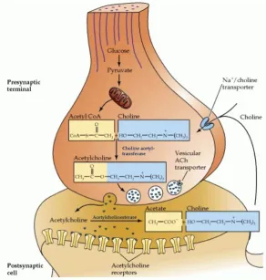 Gambar 2. Metabolisme asetilkolin di terminal saraf kolinergik 