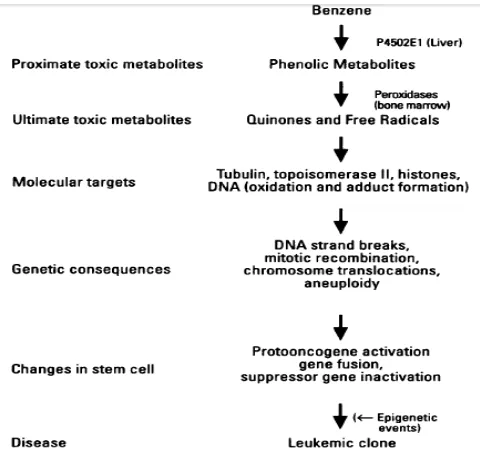 Gambar 2. Proses Patofisiologi Benzena Terhadap Leukemia16 