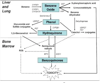 Gambar 1. Metabolisme Benzena39 
