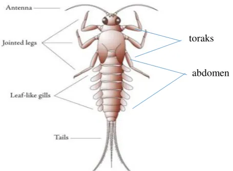 Gambar 1. Larva Ephemeroptera: Baetidae (Kriska, 2013) 