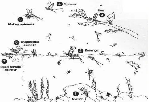 Gambar 4. Siklus Hidup Ephemeroptera (Martynov, 2013) 