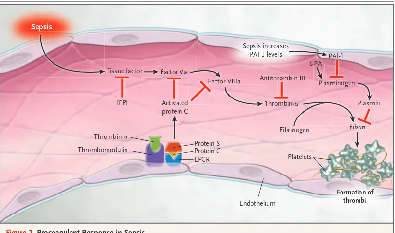 Figure 2. Procoagulant Response in Sepsis.Sepsis initiates coagulation by activating endothelium to increase the expression of tissue factor