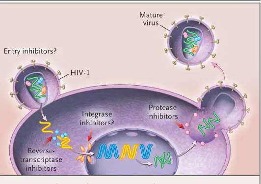 Figure 1. The Life Cycle of Human Immunodeficiency Virus Type 1 (HIV-1), 