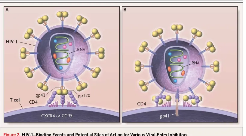 Figure 2. HIV-1–Binding Events and Potential Sites of Action for Various Viral-Entry Inhibitors.HIV-1 is covered by a lipid bilayer derived from host-cell membranes