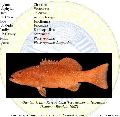 Gambar 1. Ikan Kerapu Sunu (Plecetropomus leopardus) 