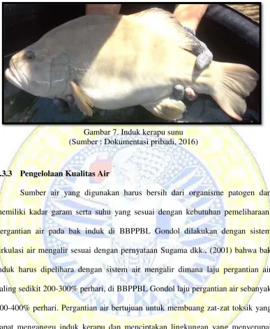 Gambar 7. Induk kerapu sunu 