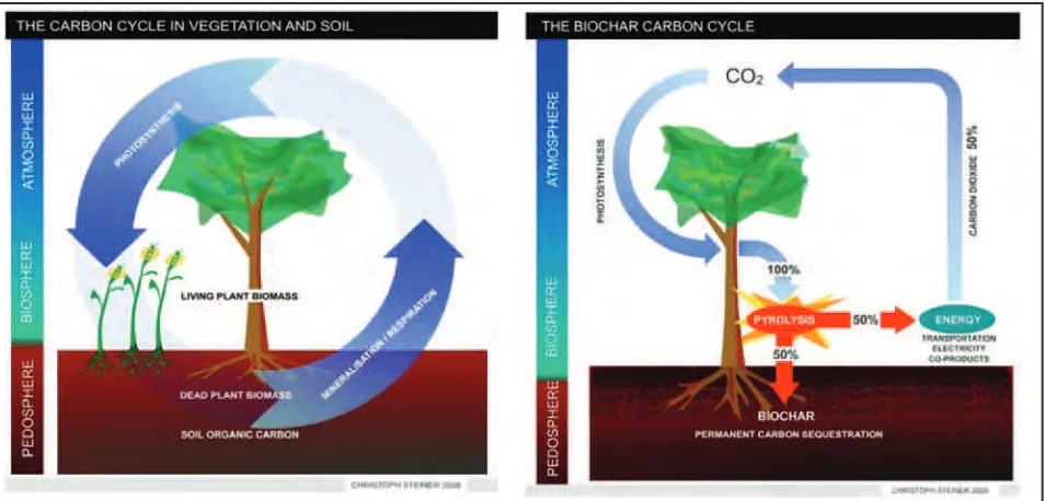 Figure 4. Illustrates the manipulation of the carbon cycle through biochar formation. In full grown ecosystems (e.g