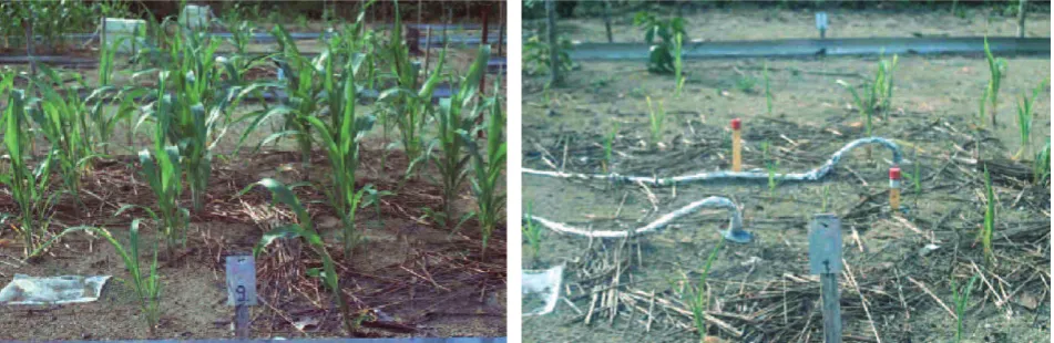 Figure 5. shows sorghum plants growing on mineral fertilized (NPK) soil. The plot to the left got additional biochar amendment (11 Mg per ha)
