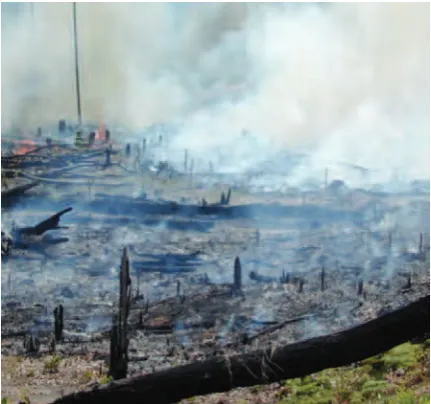 Figure 9. Slash-and-burn: accelerated release of nutrients and carbon (Photo Steve Welch).