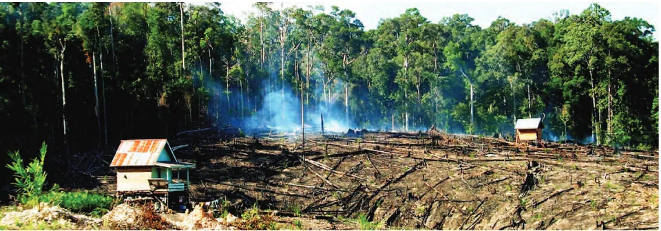 Figure 10. Slash-and-burn agriculture in East Kalimantan. 