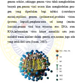Gambar 2.3 Virus Influenza (Manual WHO, 2011). 
