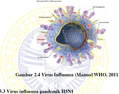 Gambar 2.4 Virus Influenza (Manual WHO, 2011) 