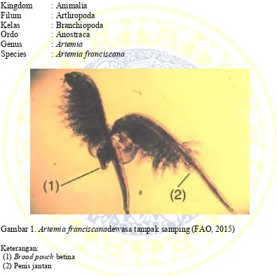 Gambar 1. Artemia franciscanadewasa tampak samping (FAO, 2015) 