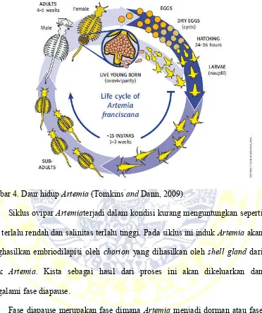 Gambar 4. Daur hidup Artemia (Tomkins and Dann, 2009). 