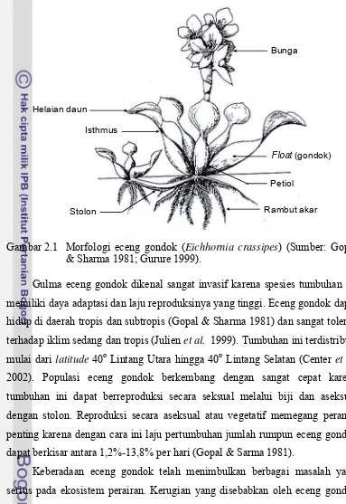 Gambar 2.1 Morfologi eceng gondok (Eichhornia crassipes) (Sumber: Gopal 