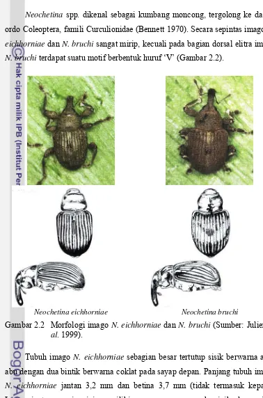 Gambar 2.2 Morfologi imago N. eichhorniae dan N. bruchi (Sumber: Julien et 